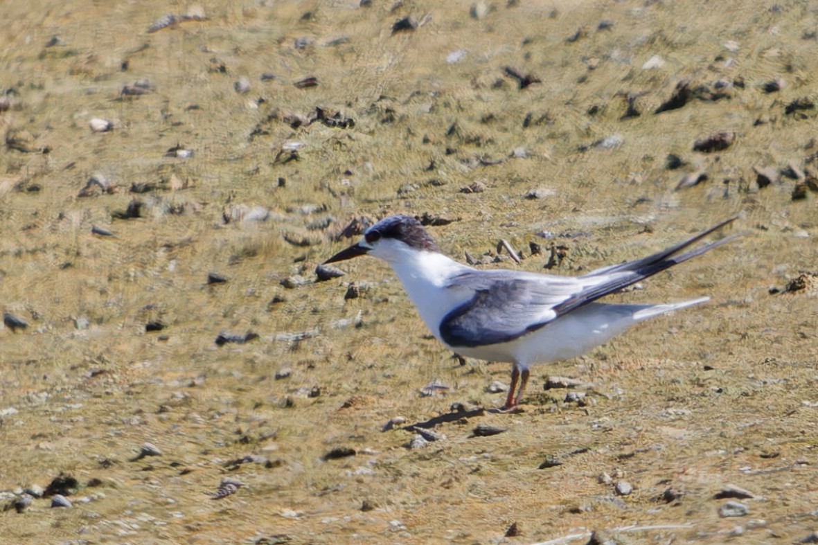 Txenadatxo antillarra - ML641372386