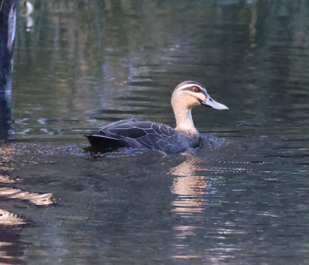 Pacific Black Duck - ML641372393