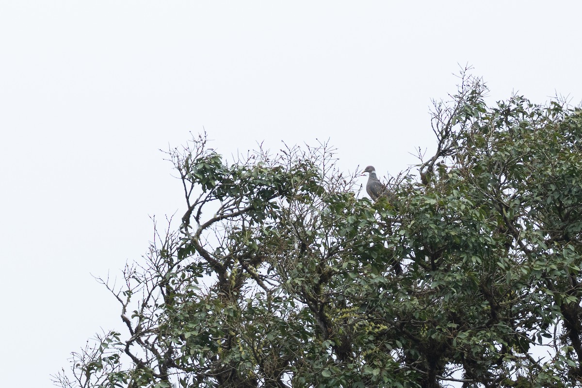Band-tailed Pigeon - ML641372427