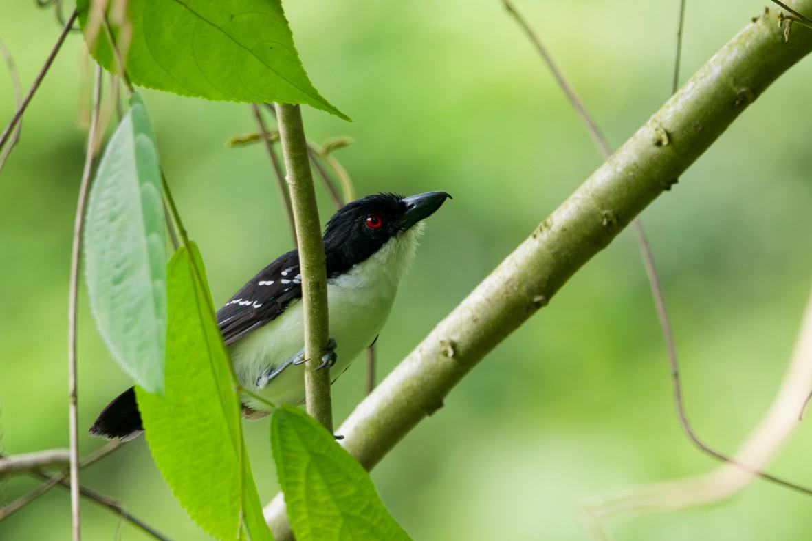 Great Antshrike - ML641372439