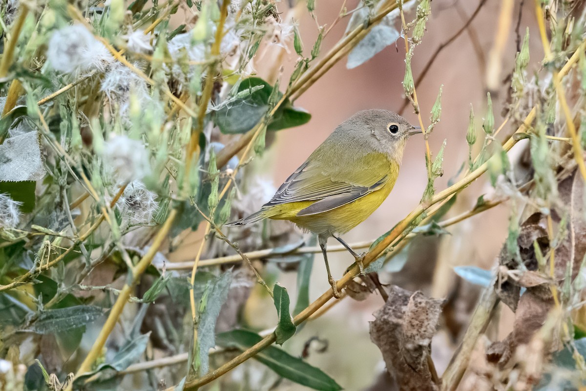 Nashville Warbler - ML641372446