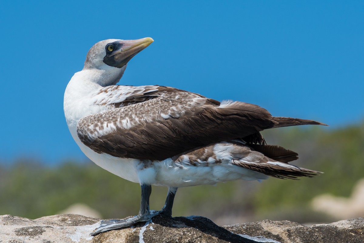 Nazca Booby - ML641372456