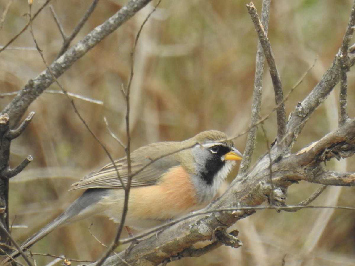 Many-colored Chaco Finch - ML641372462