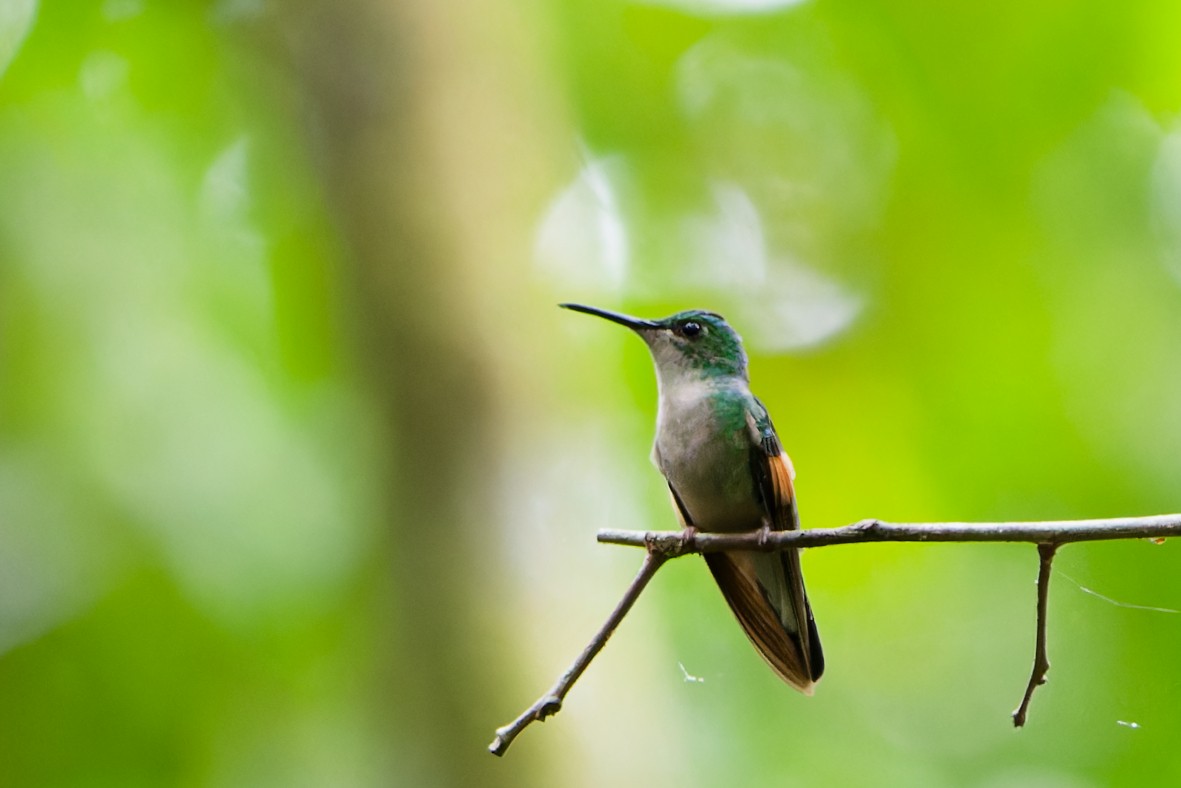 Stripe-tailed Hummingbird - ML641372475