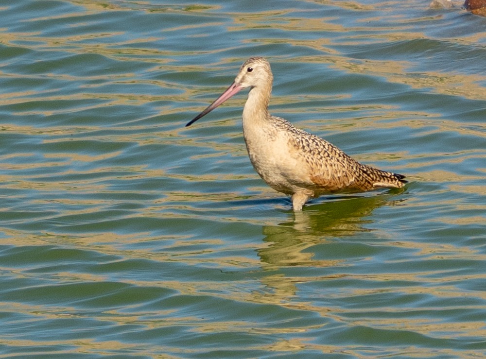 Kuliska kanelakara - ML641372476