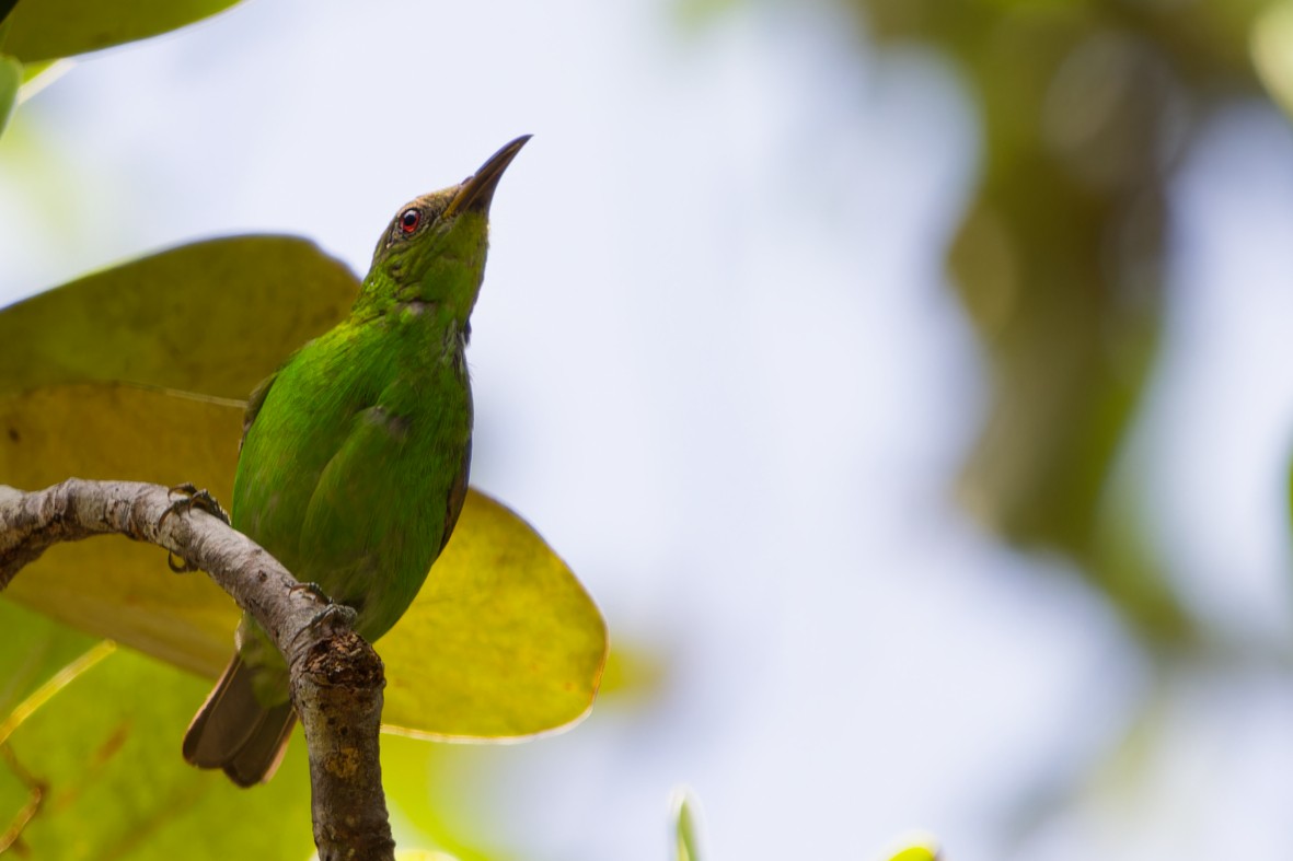 Green Honeycreeper - ML641372488