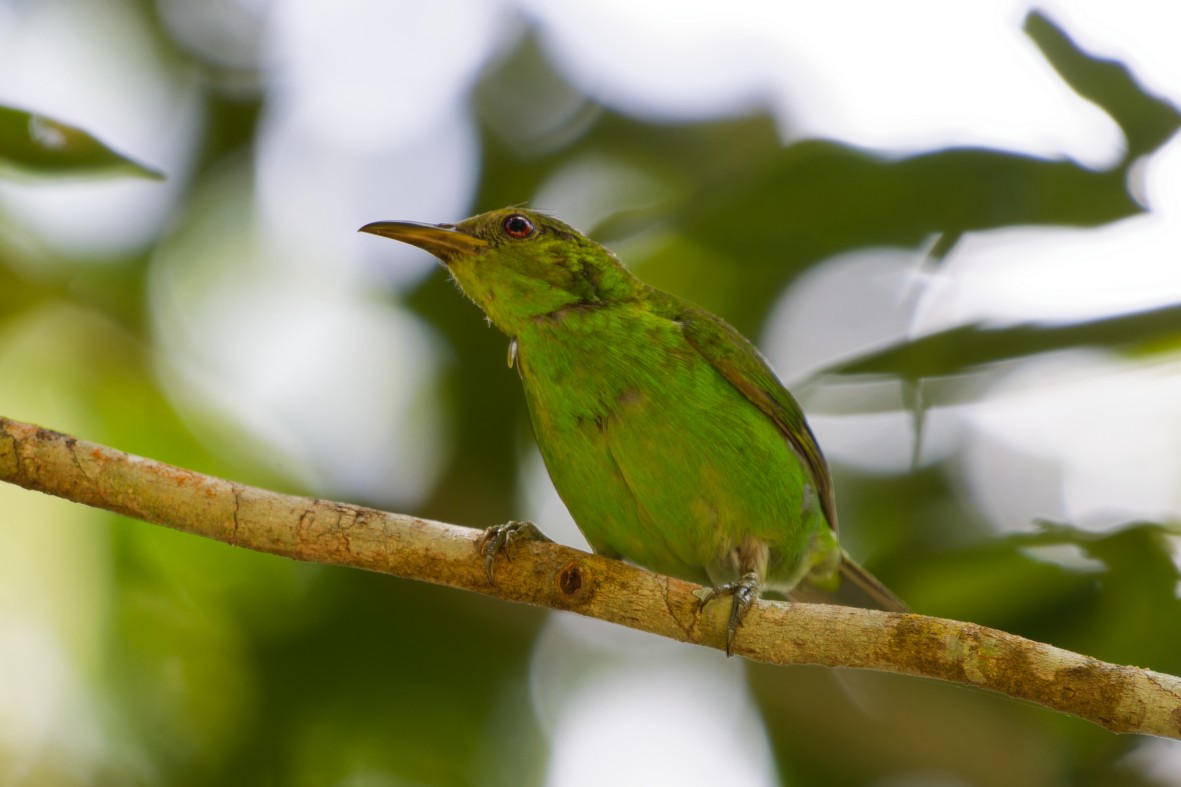 Green Honeycreeper - ML641372489