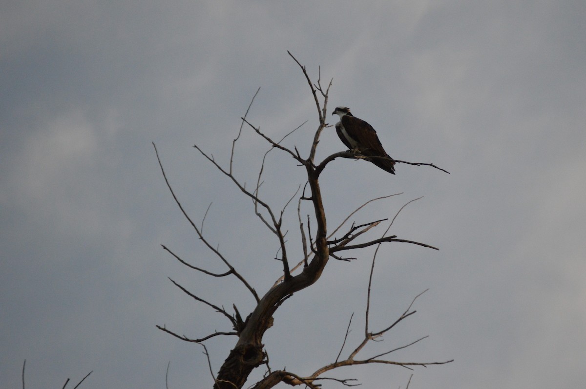 orlovec říční - ML641372510