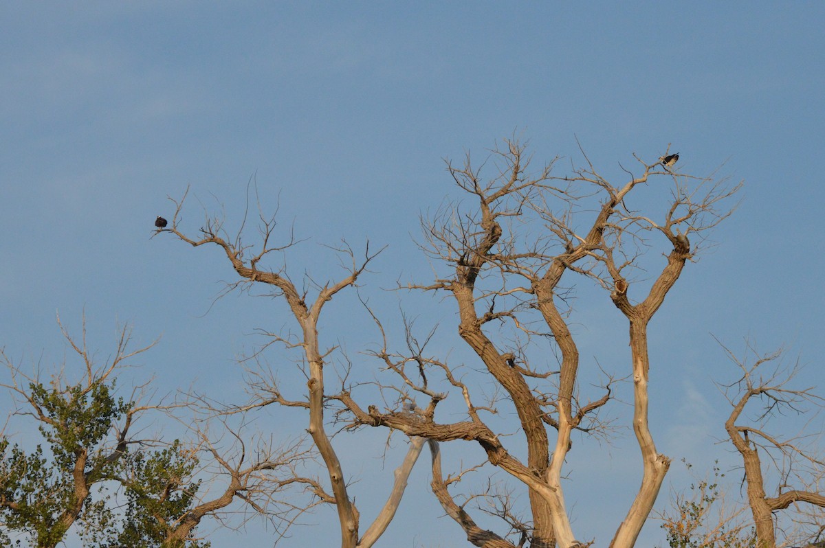 orlovec říční - ML641372514