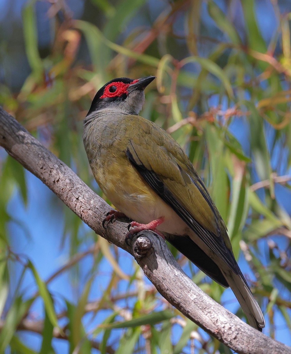 Australasian Figbird - ML641372523