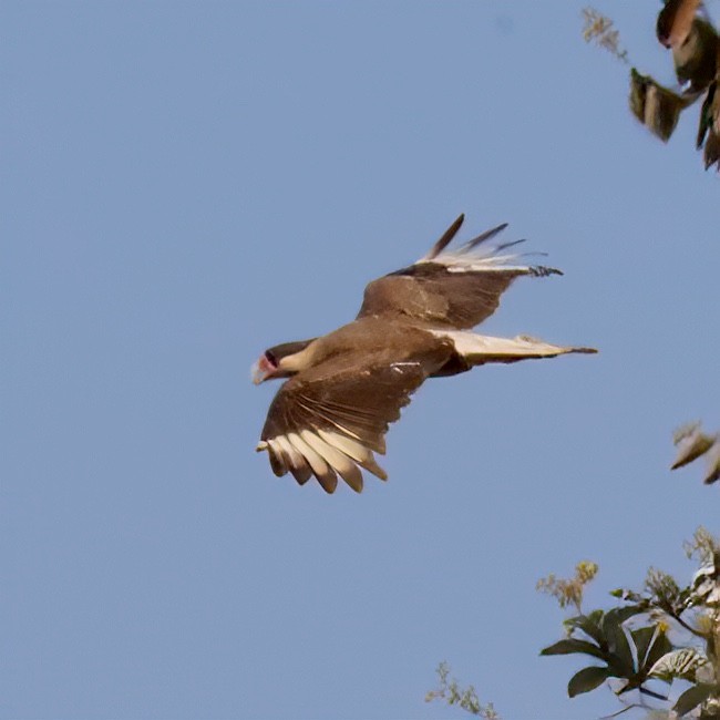 Crested Caracara (Southern) - ML641372540