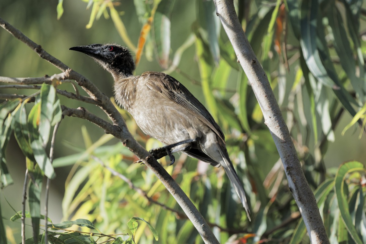 Helmeted Friarbird - ML641372544