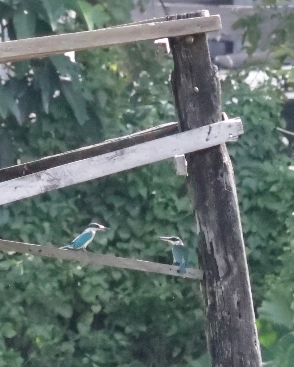 Collared Kingfisher - ML641372579