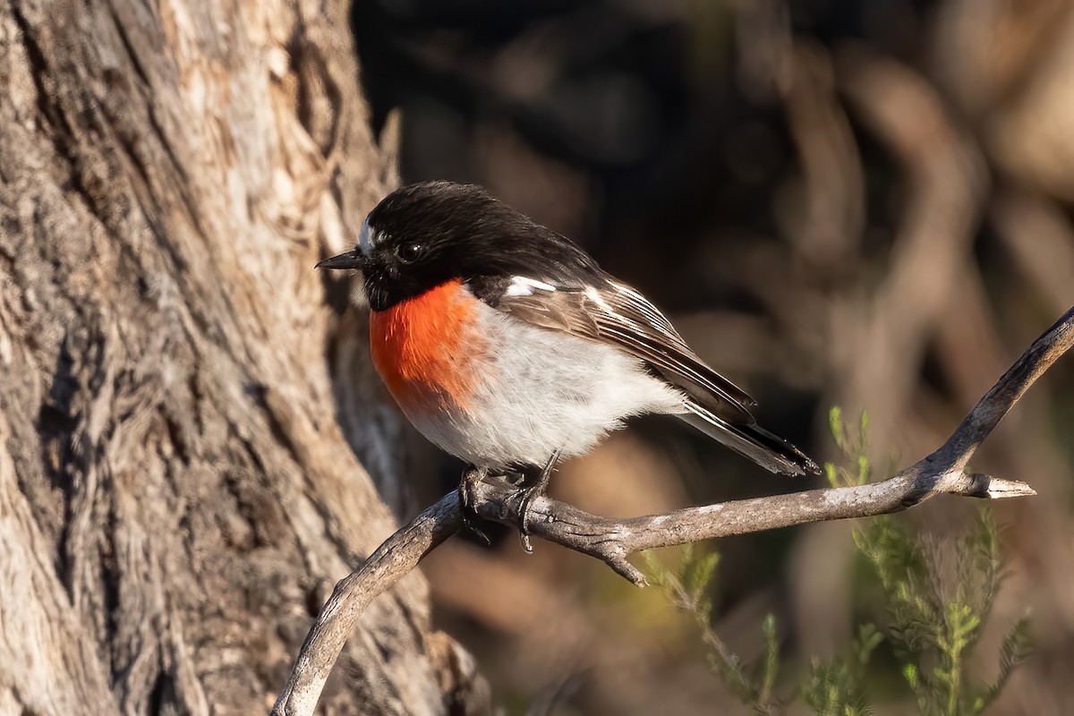 Scarlet Robin - ML641372597