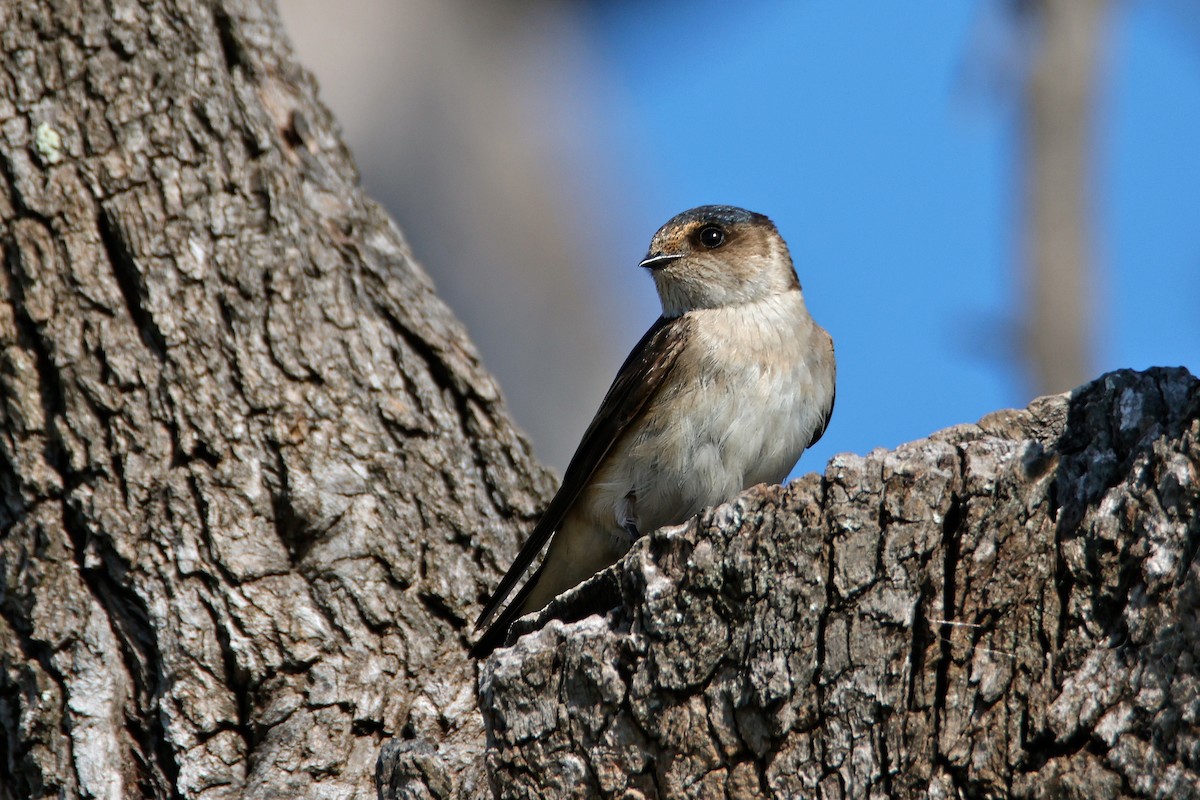 vlaštovka rezavočelá - ML641372613