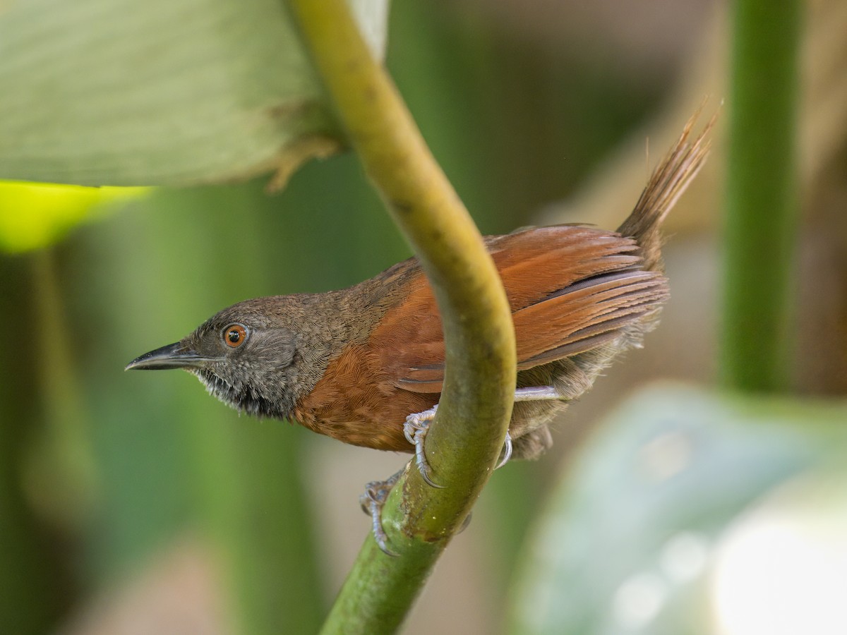 Rufous-breasted Spinetail - ML641372628