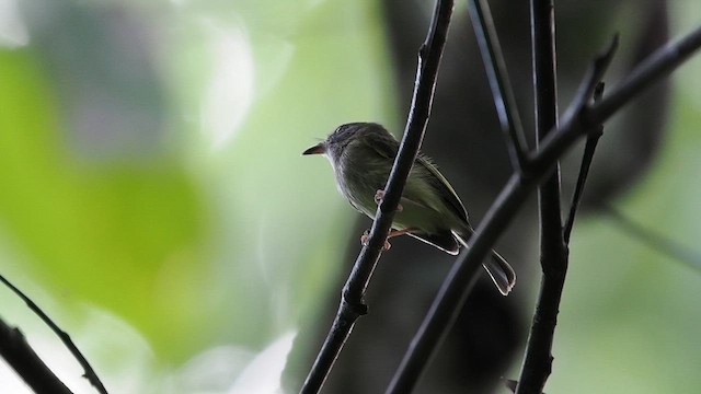Northern Bentbill - ML641372634