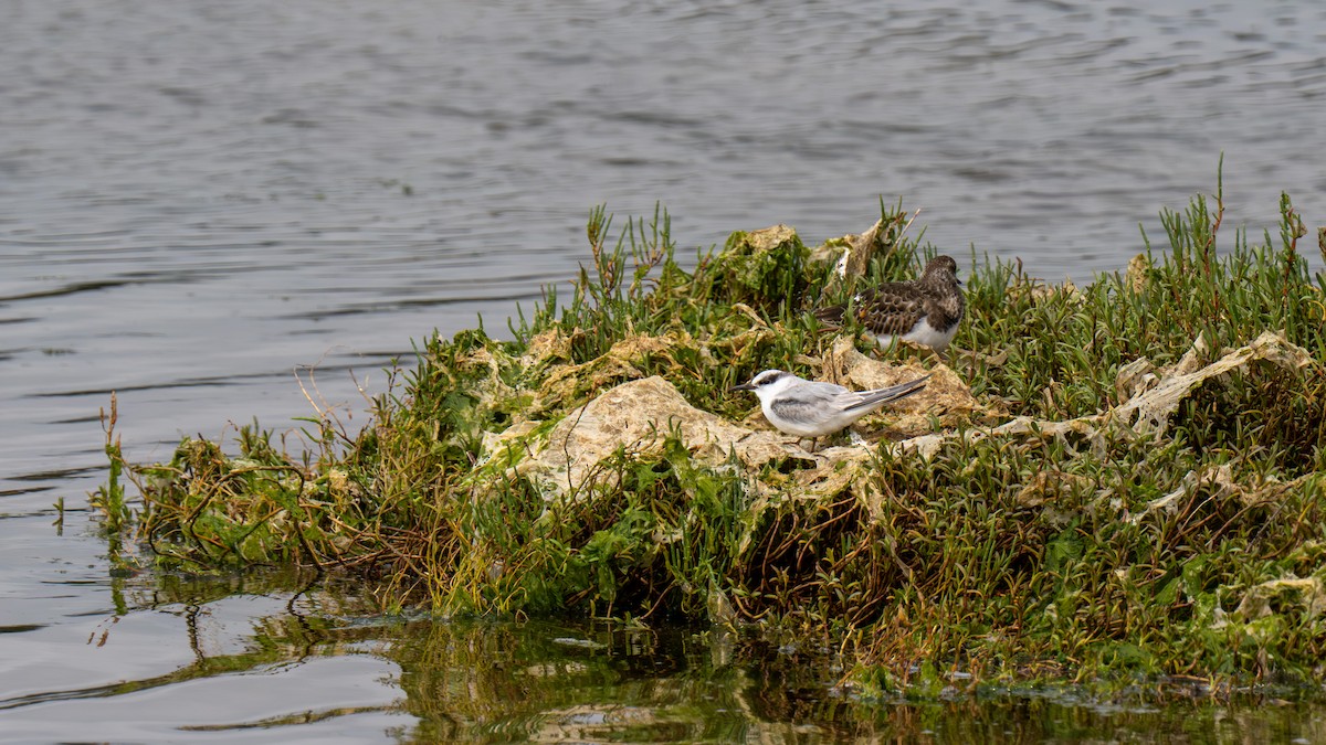 Least Tern - ML641372669