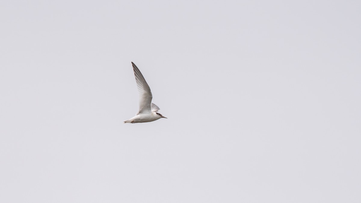 Least Tern - ML641372671