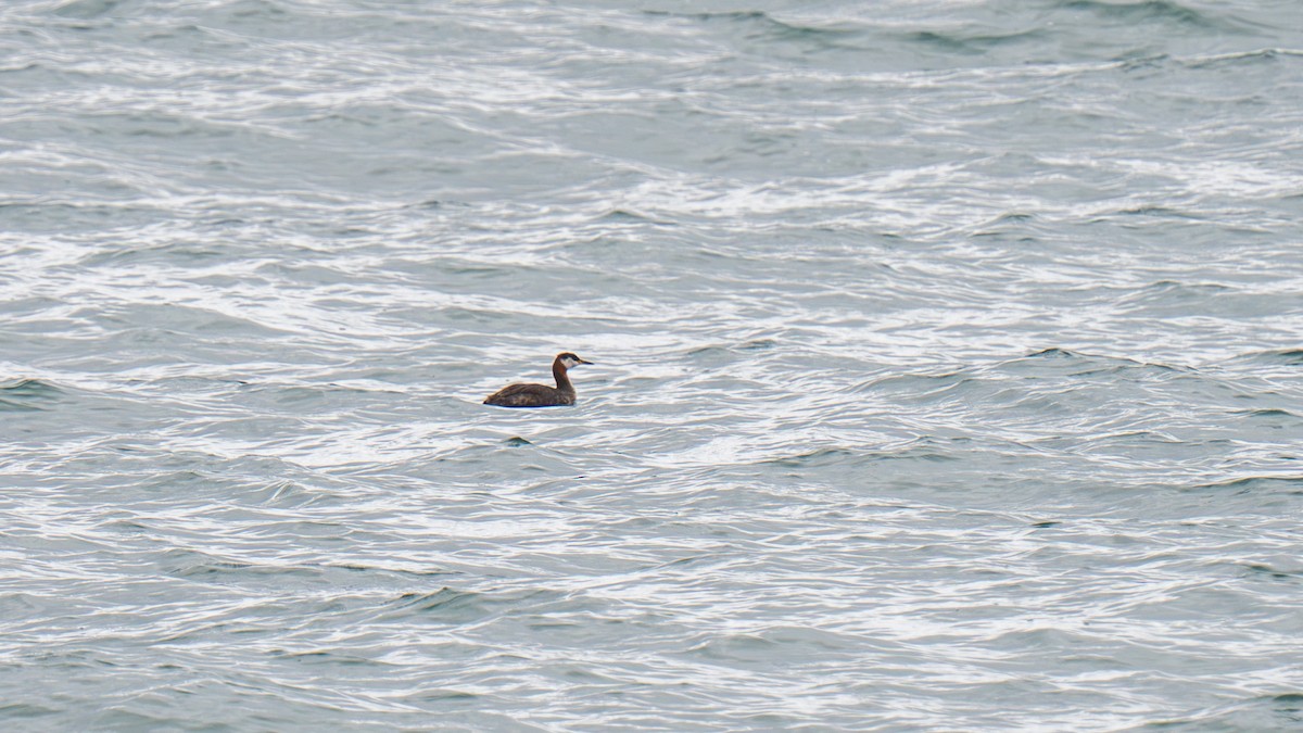 Red-necked Grebe - ML641372672