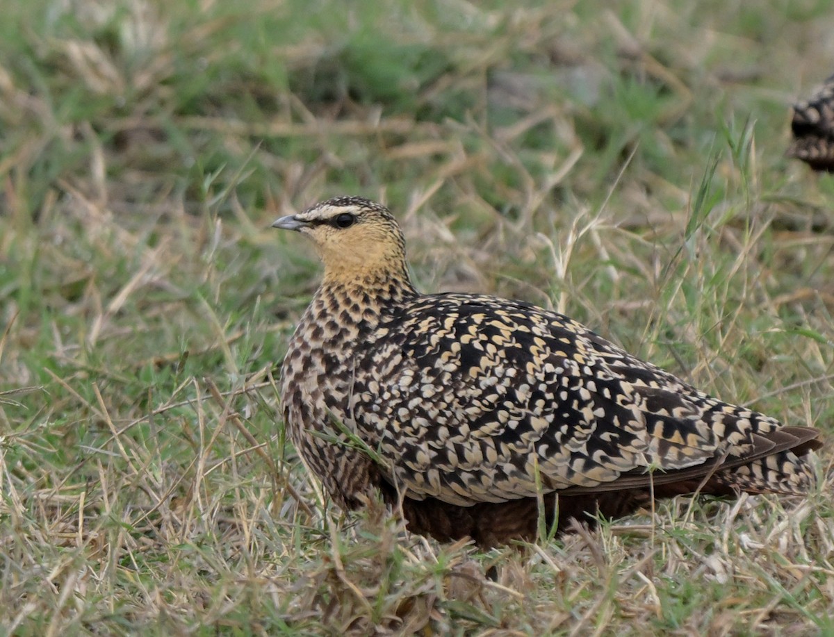 Yellow-throated Sandgrouse - ML641372680