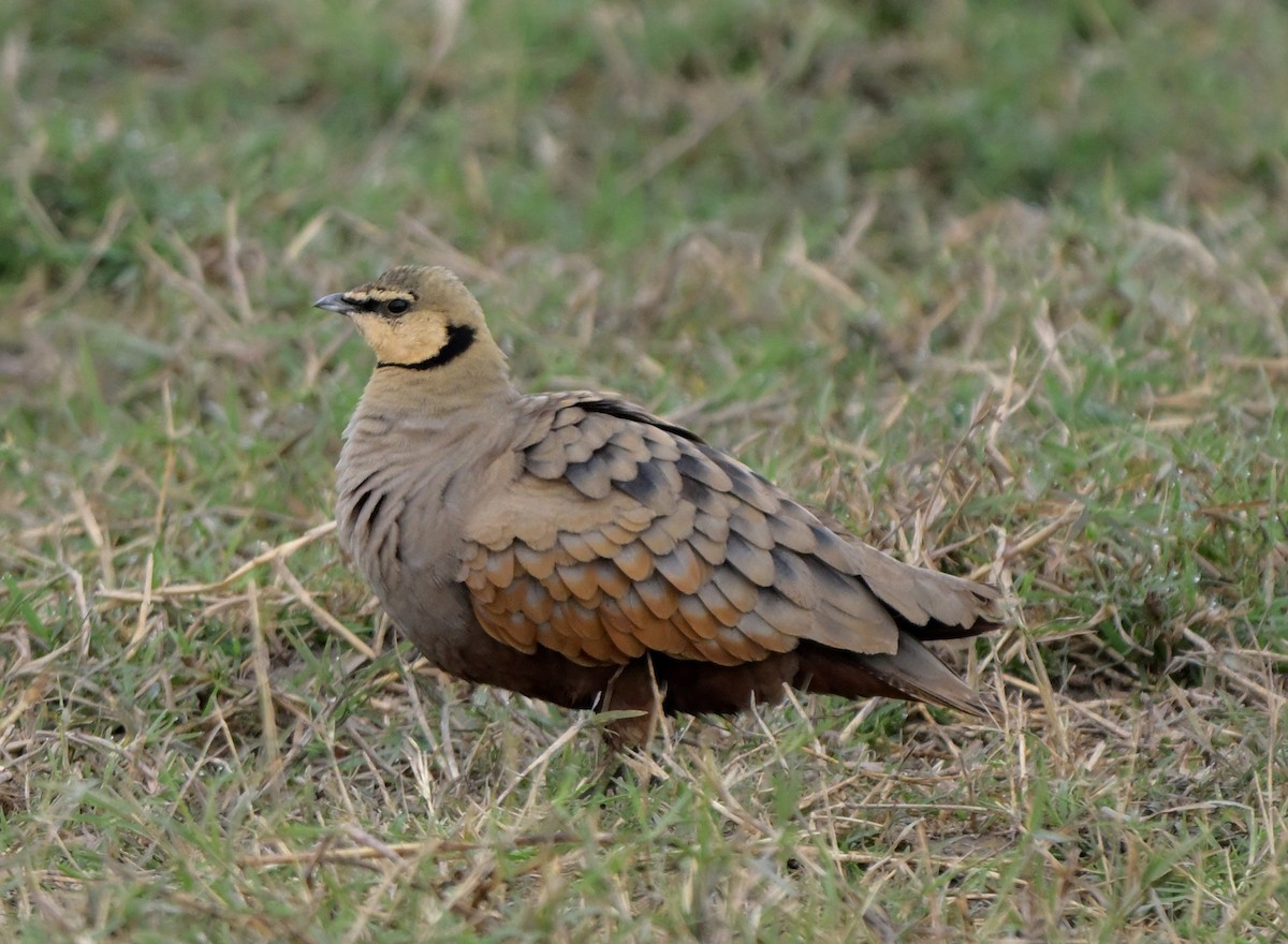 Yellow-throated Sandgrouse - ML641372681
