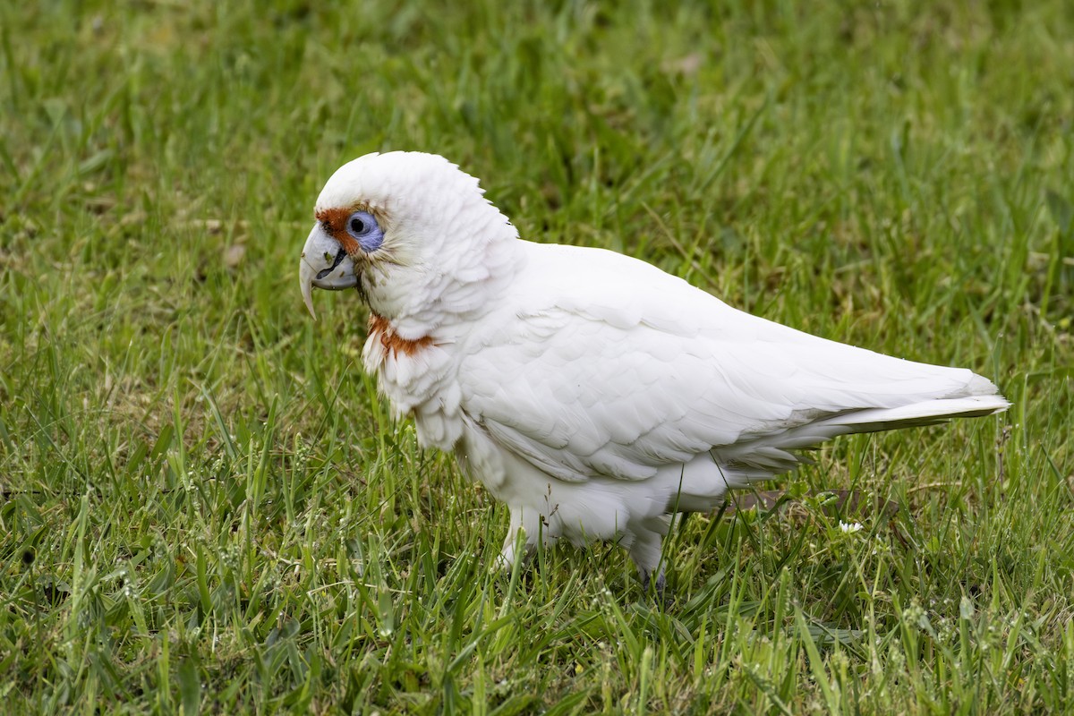 Long-billed Corella - ML641372682