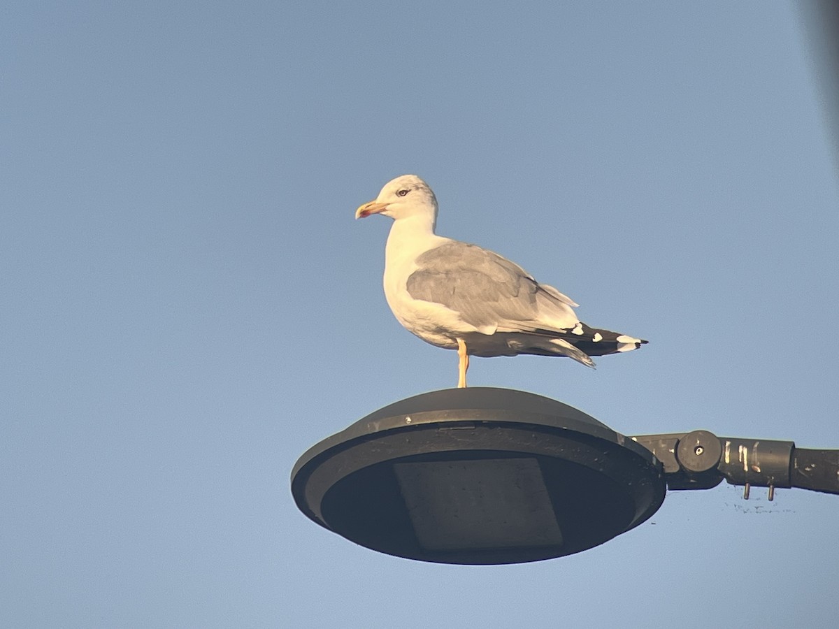 Caspian/European Herring/Yellow-legged Gull - ML641372689