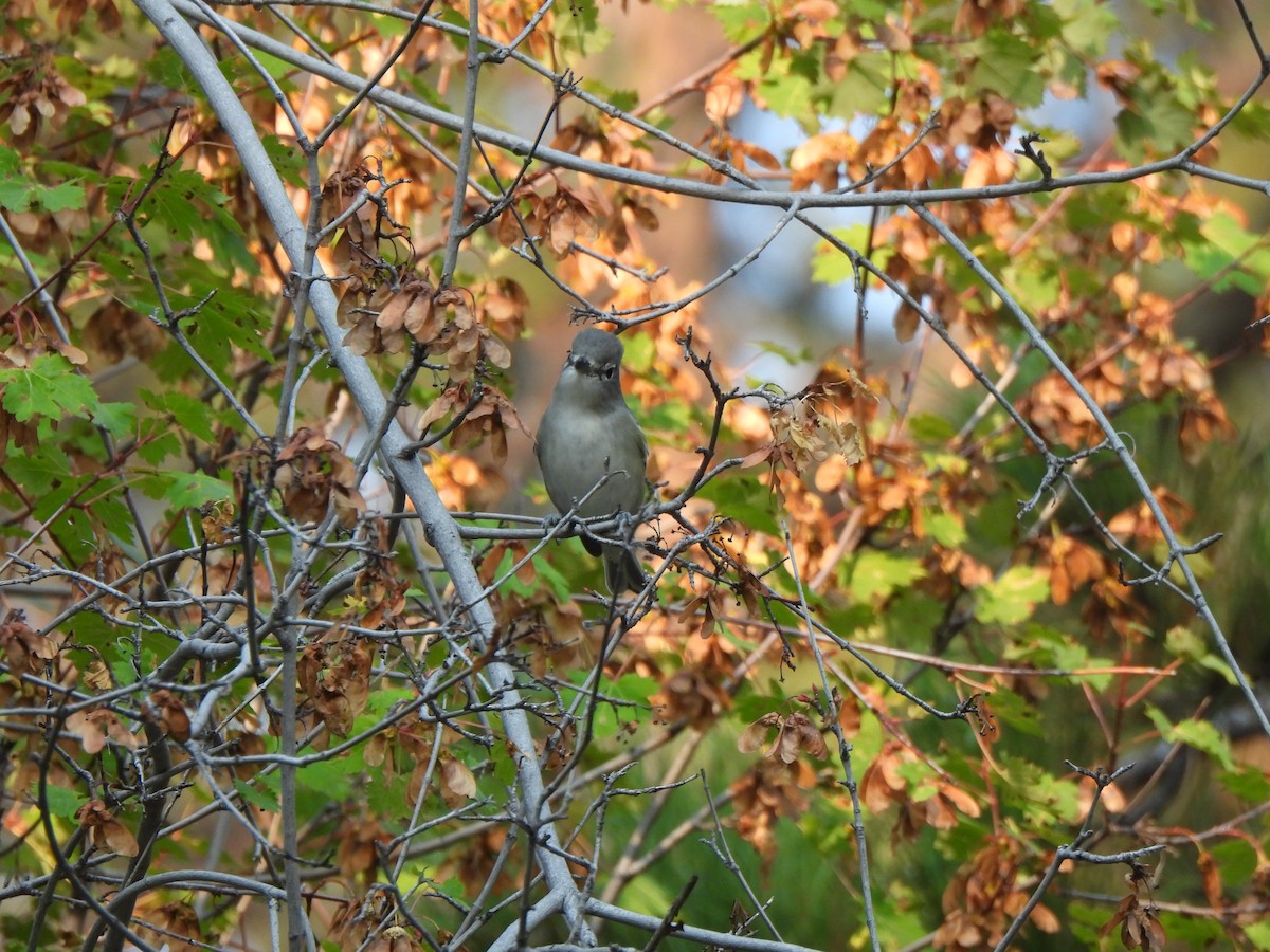 Plumbeous Vireo - ML641372702