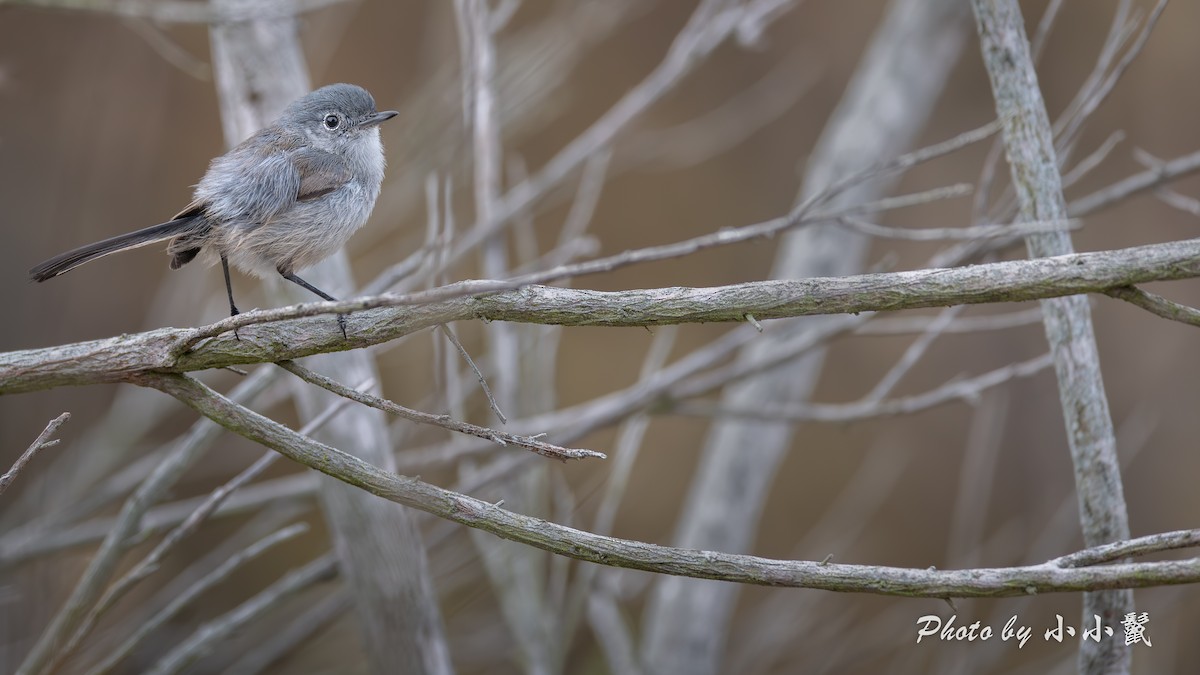 California Gnatcatcher - ML641372757