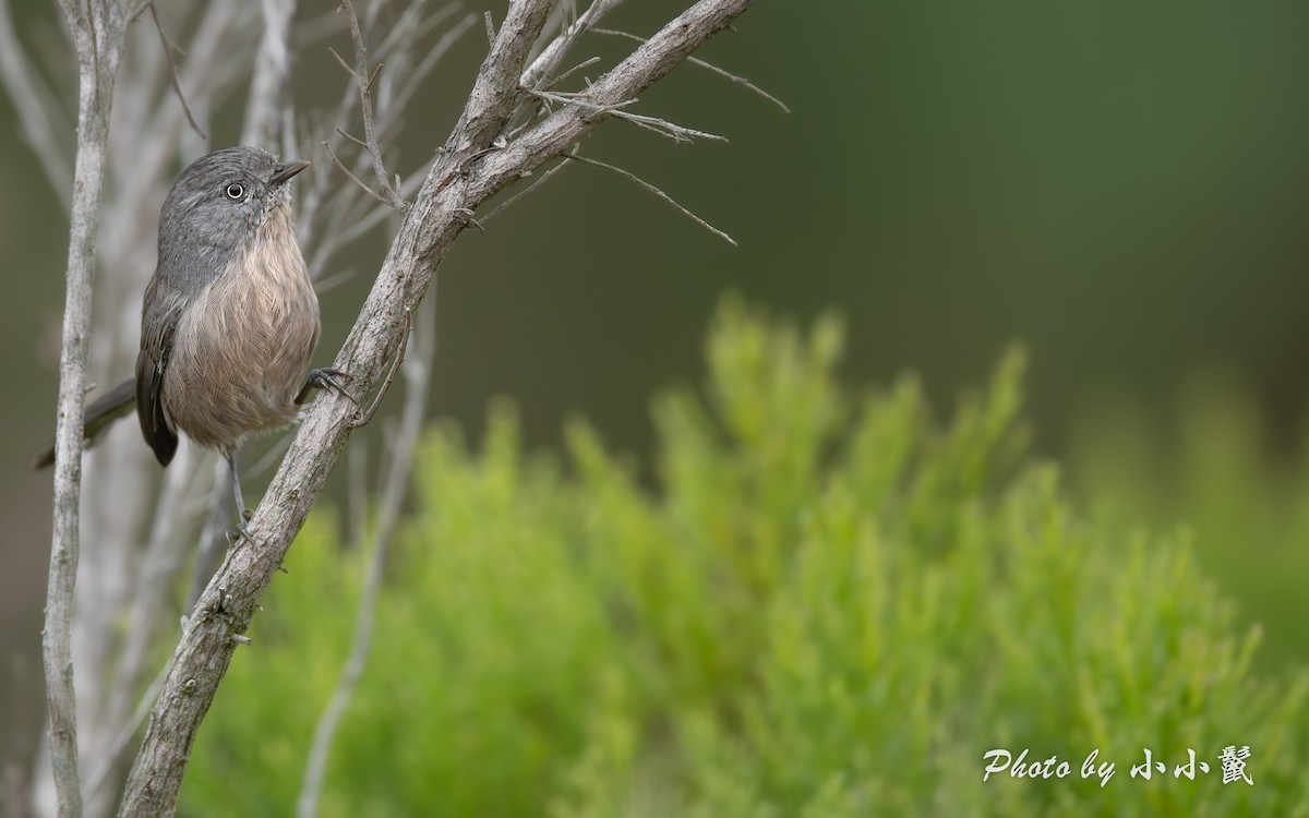 Wrentit - ML641372758