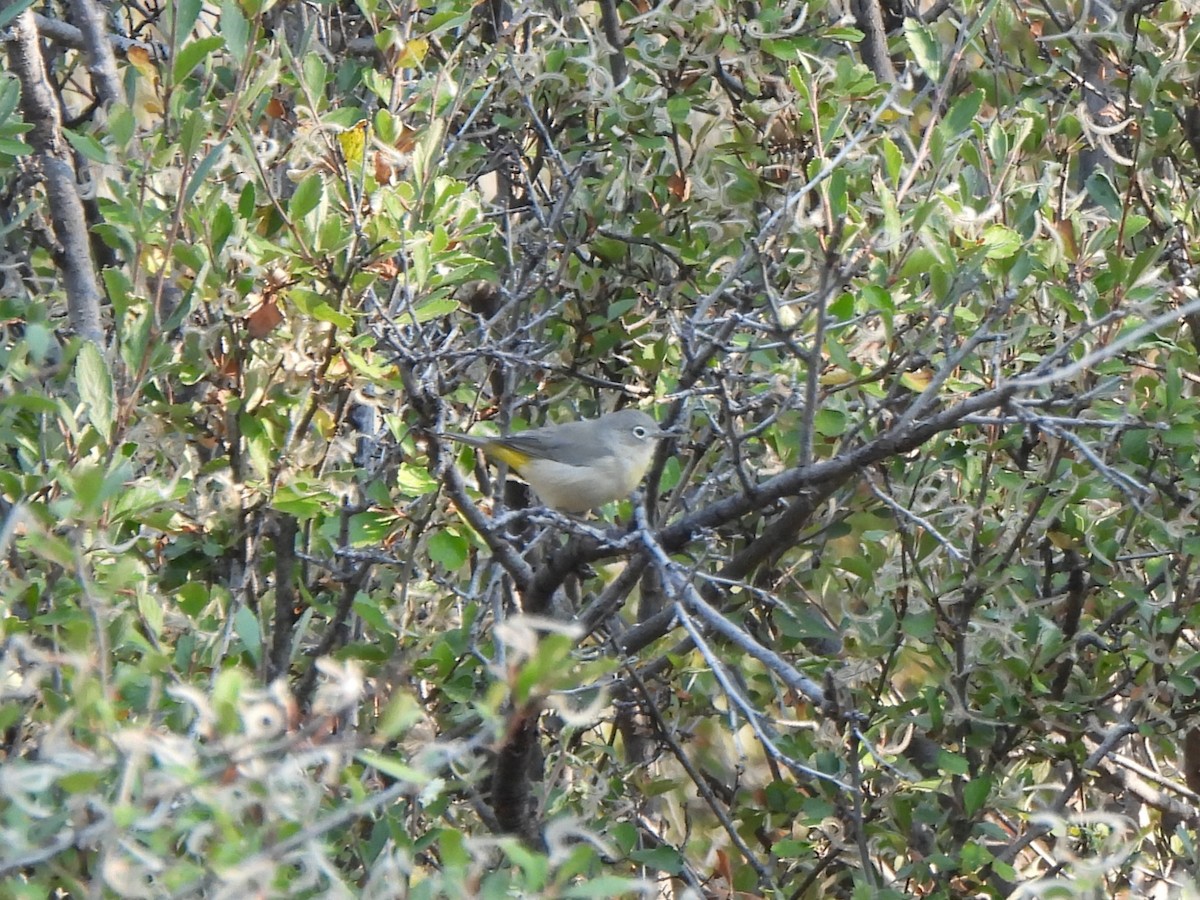 Virginia's Warbler - ML641372769