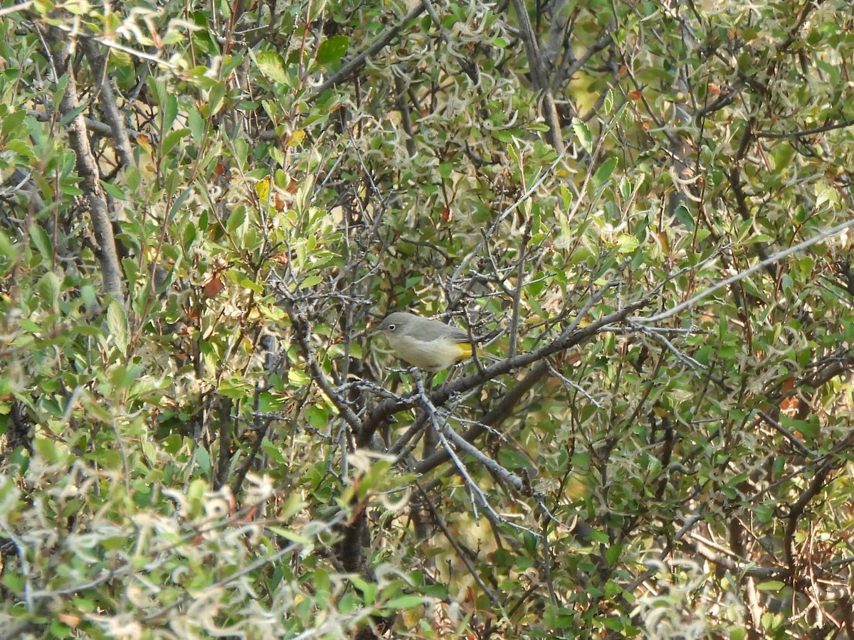 Virginia's Warbler - ML641372770