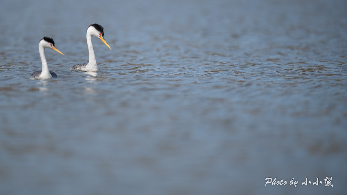 Clark's Grebe - ML641372772