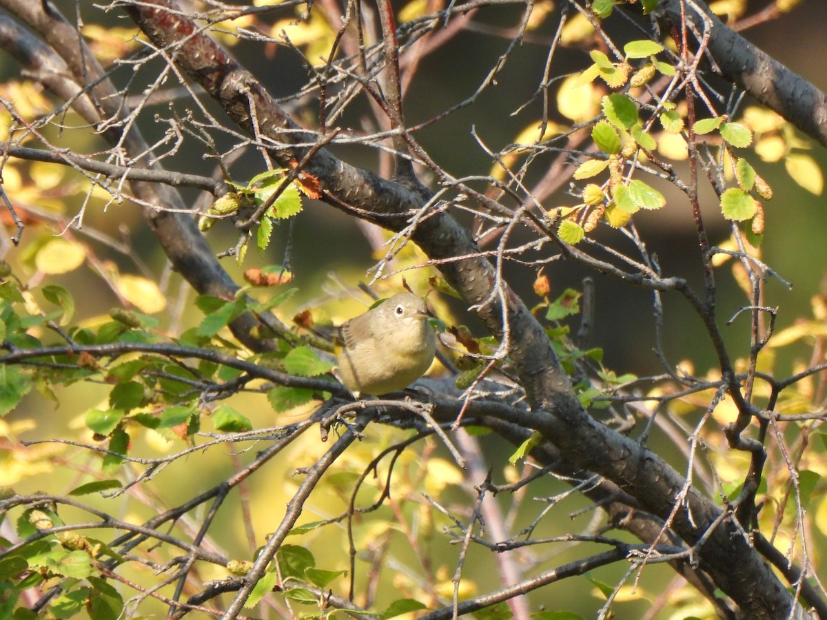 Virginia's Warbler - ML641372773