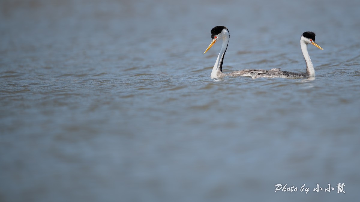 Clark's Grebe - ML641372774