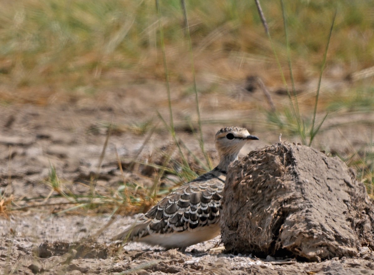 Double-banded Courser - ML641372775