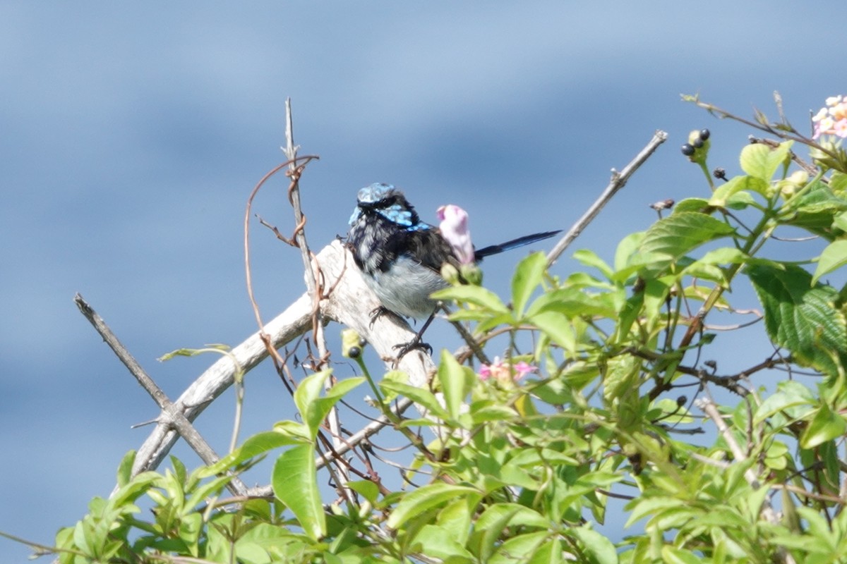 Superb Fairywren - ML641372780