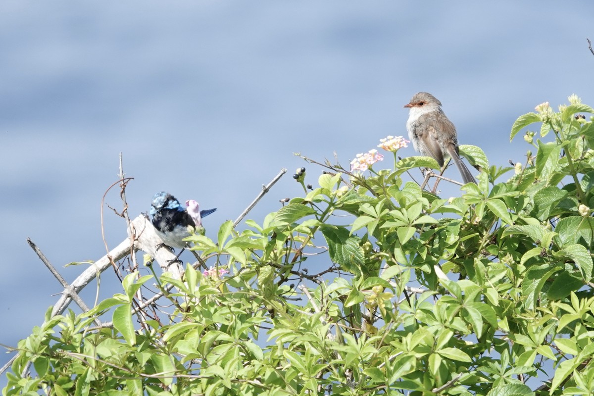 Superb Fairywren - ML641372781