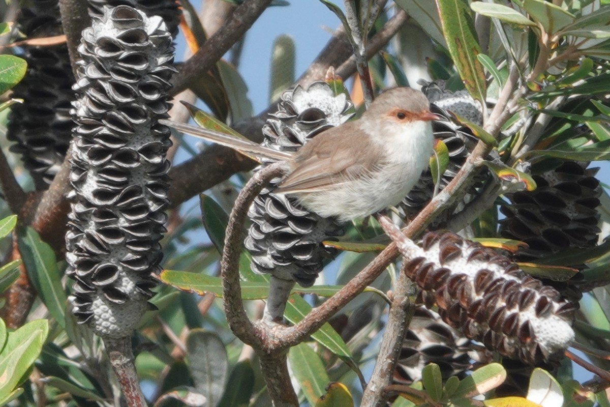 Superb Fairywren - ML641372782