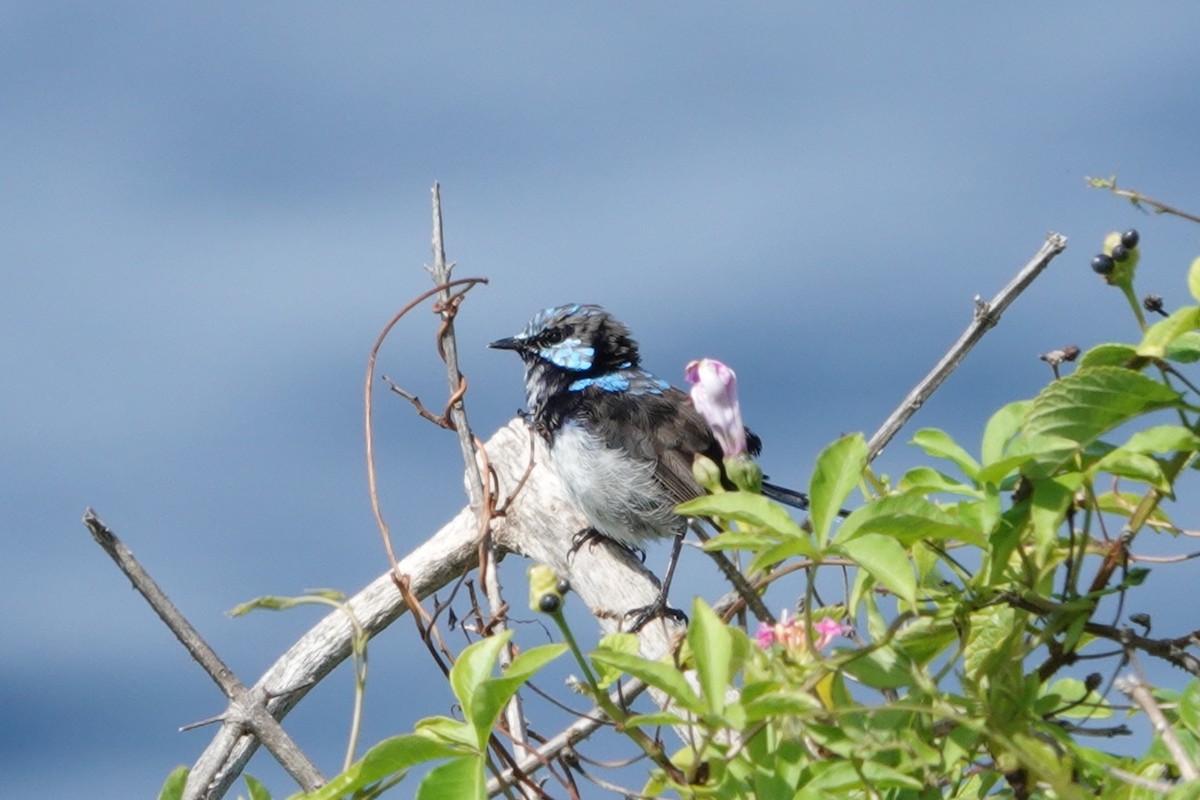 Superb Fairywren - ML641372783
