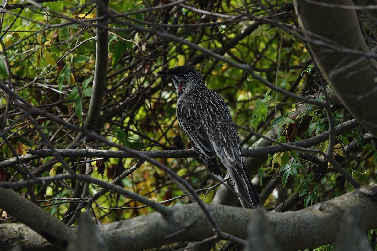 Red Wattlebird - ML641372791