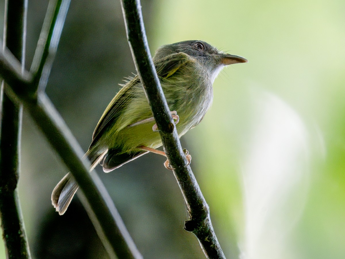 Northern Bentbill - ML641372795