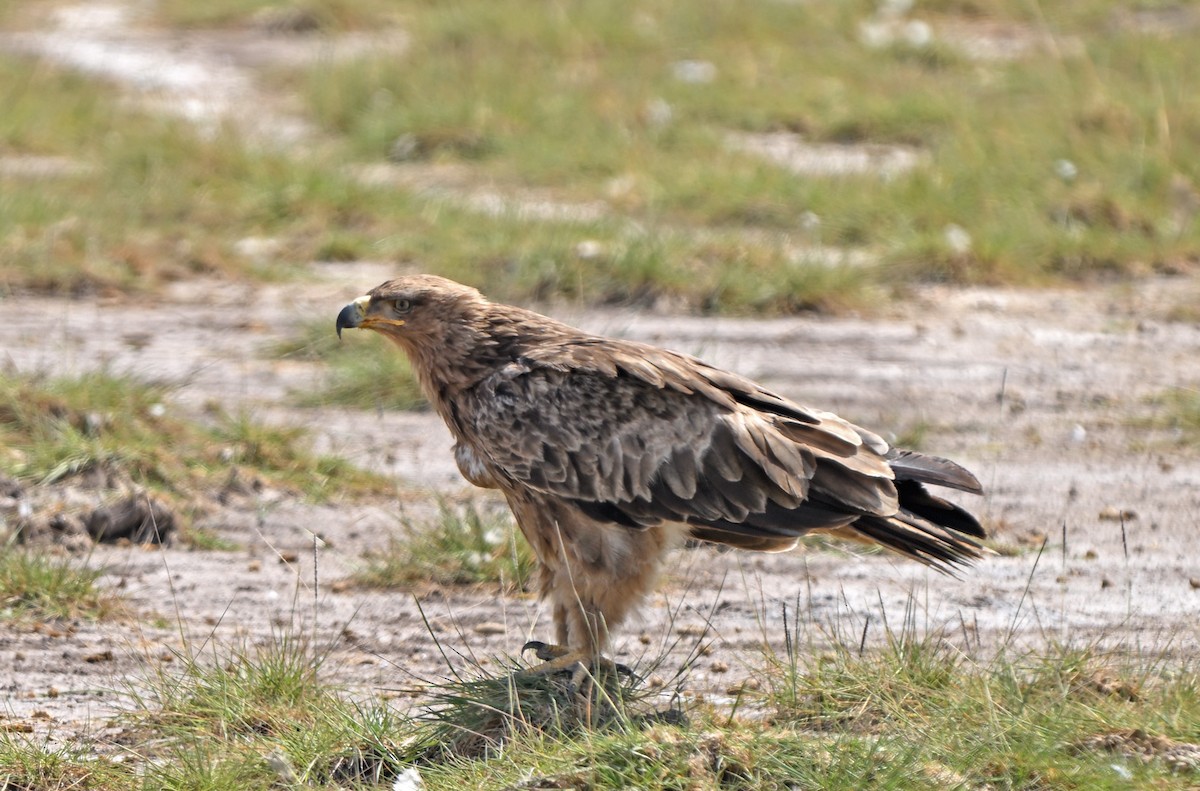 Tawny Eagle - ML641372798