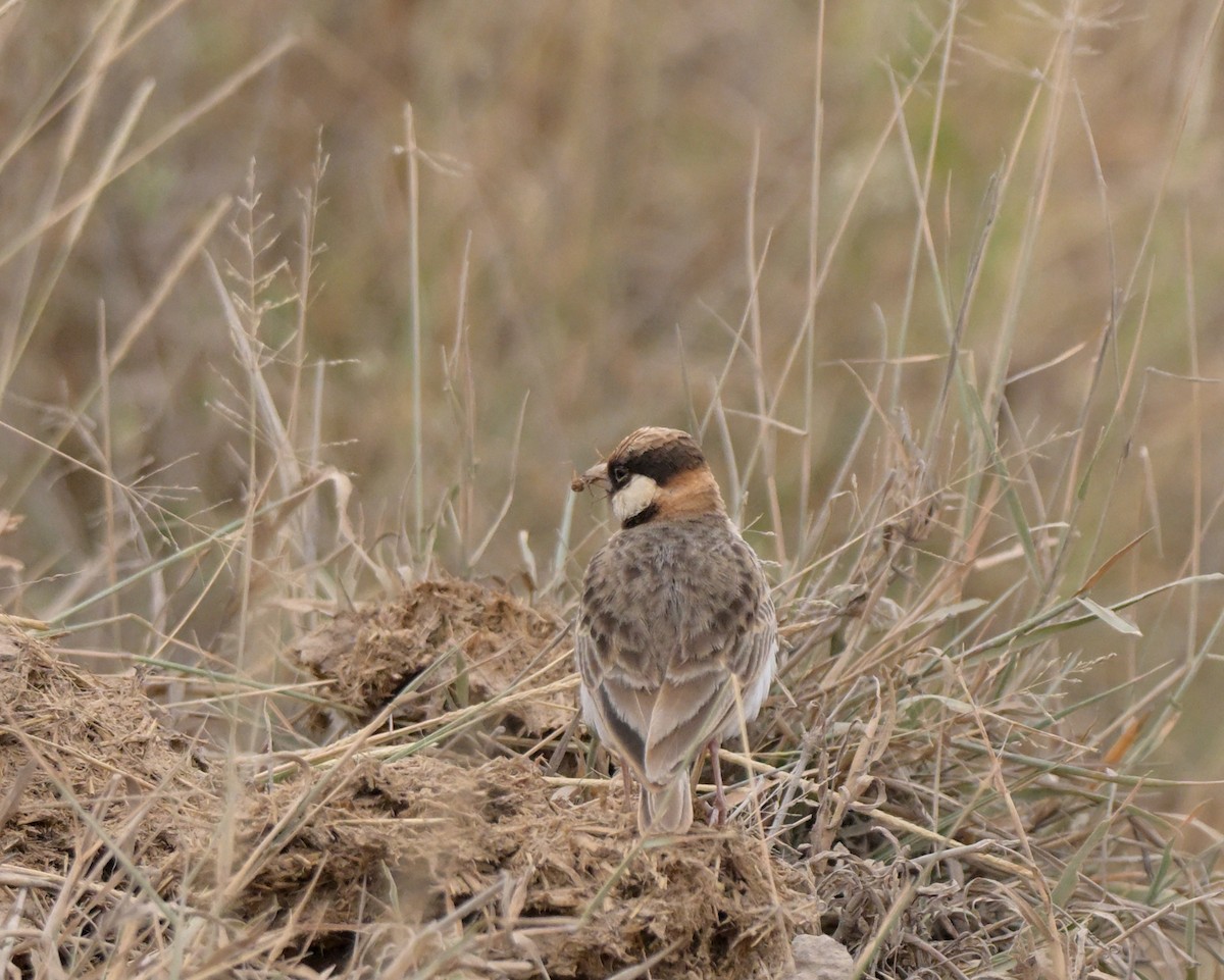 Fischer's Sparrow-Lark - ML641372807