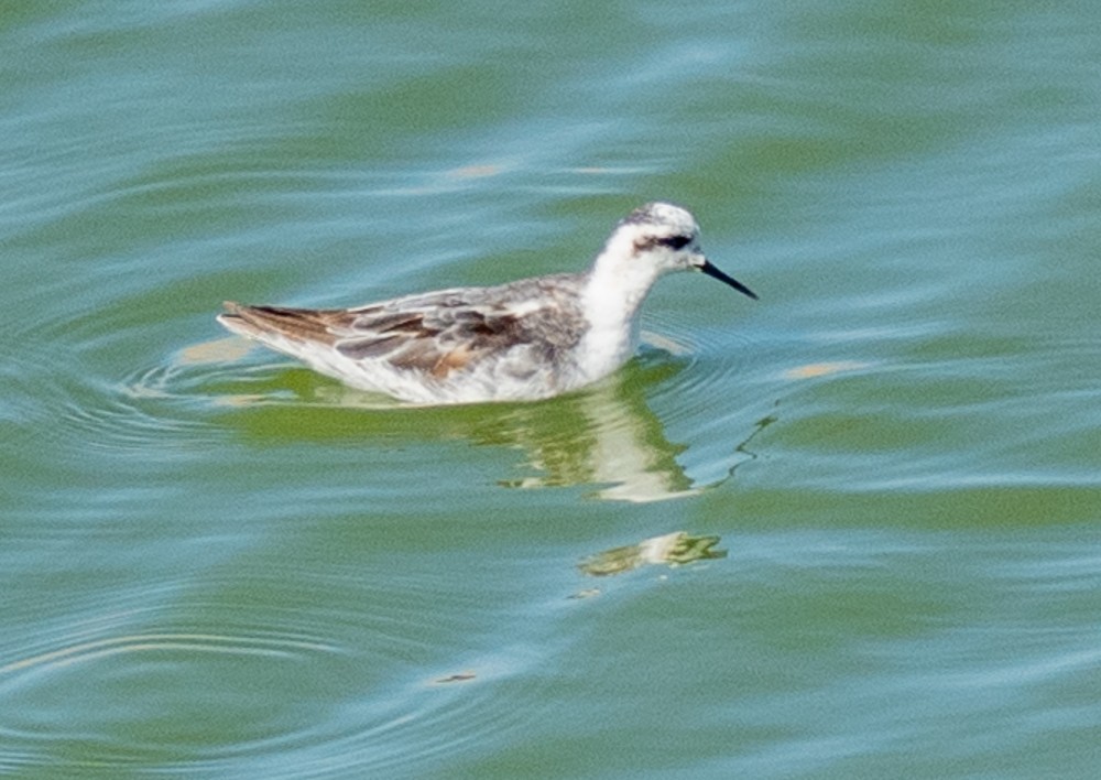 svømmesnipe - ML641372808