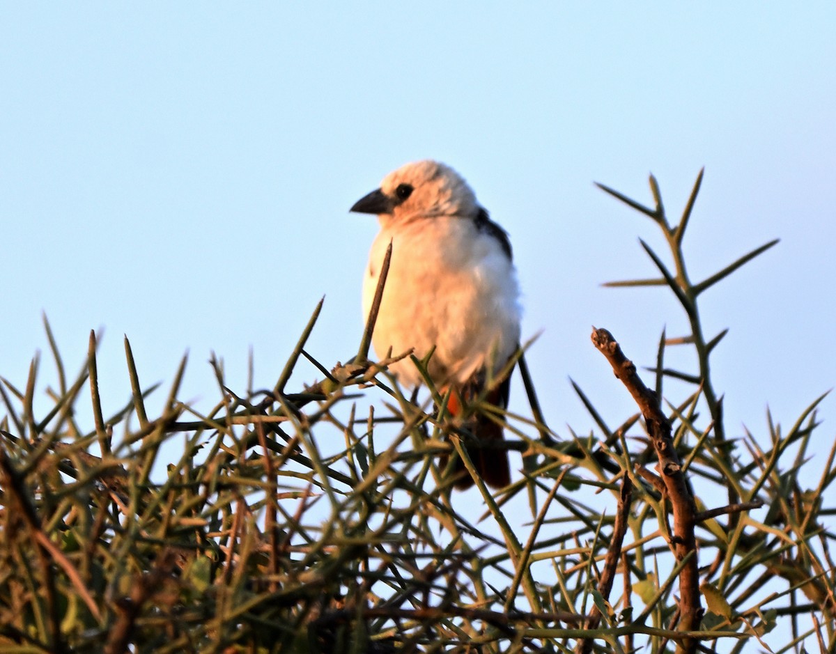 White-headed Buffalo-Weaver - ML641372834