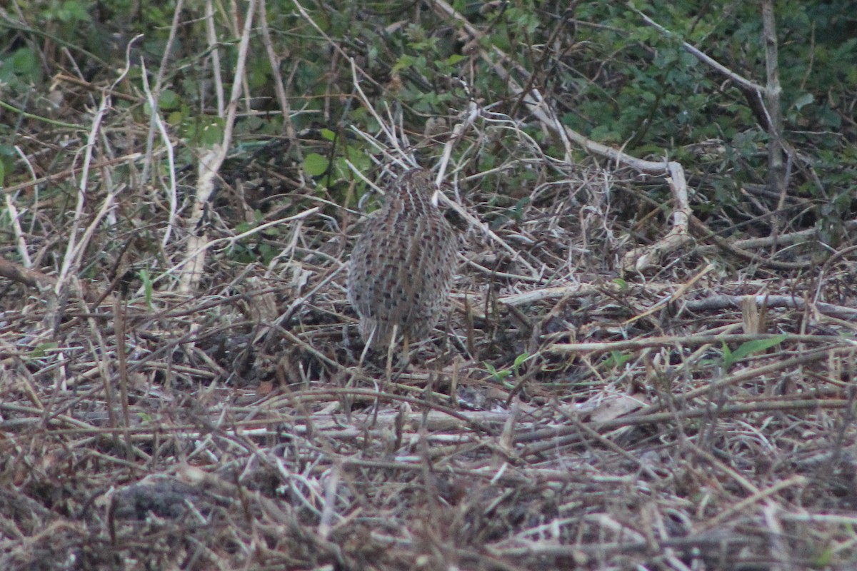 Brown Quail - ML641372861