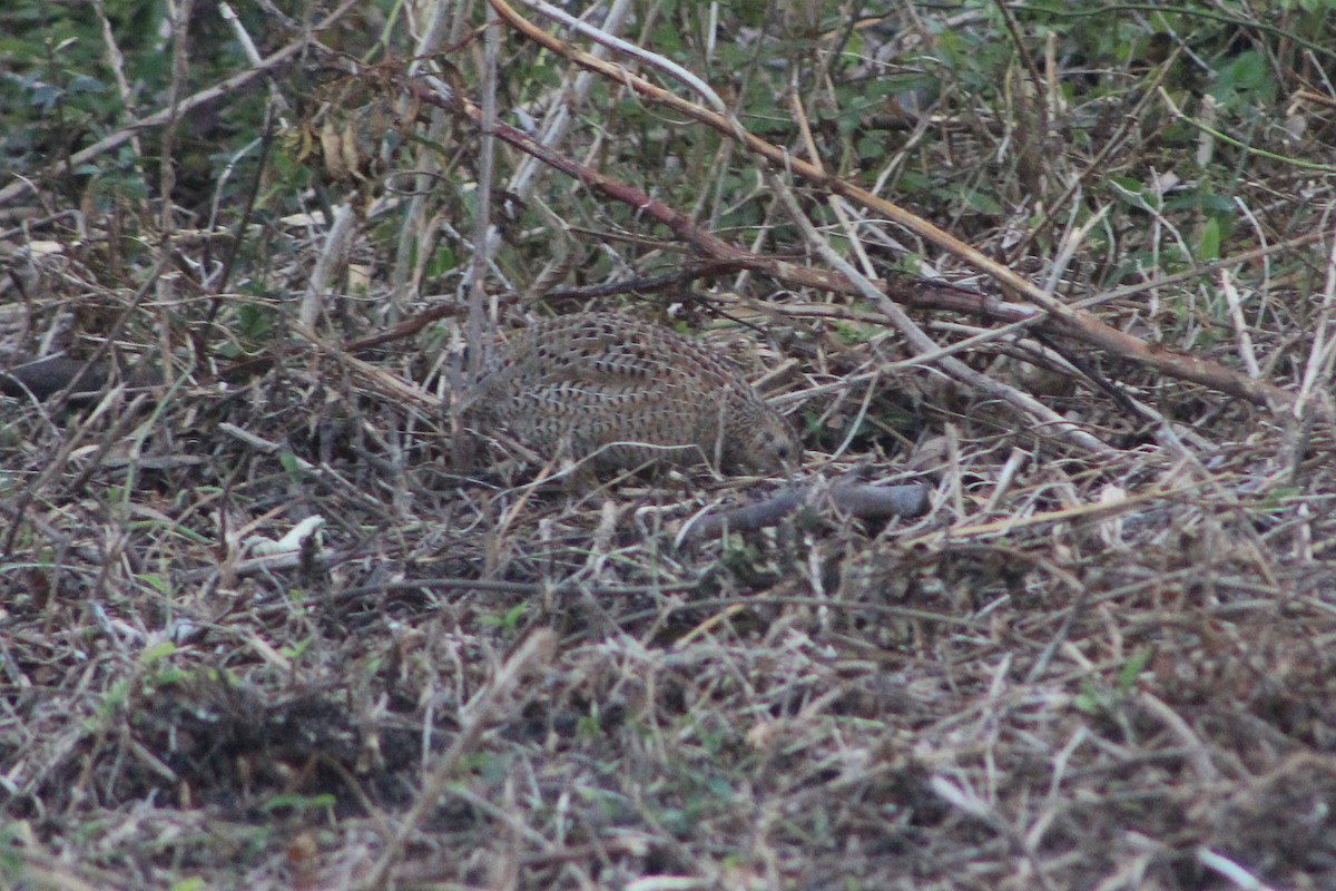 Brown Quail - ML641372862