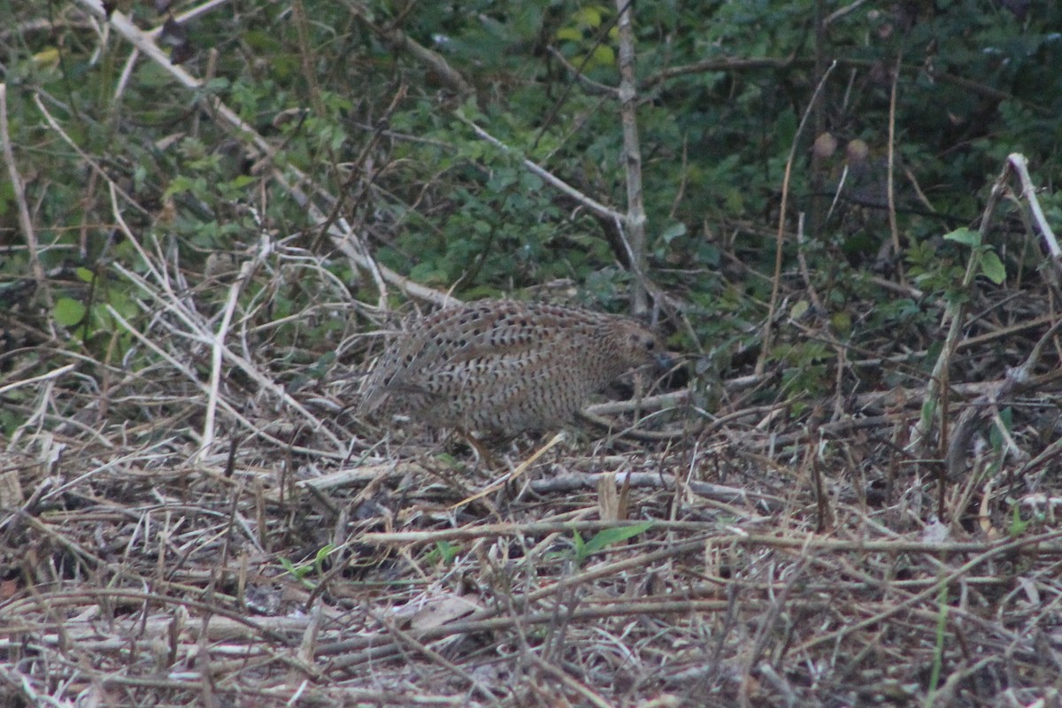 Brown Quail - ML641372863